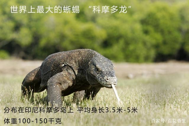 科摩多龙 :世界上最大的蜥蜴, 分布在印尼科摩多岛上 平均身长3.