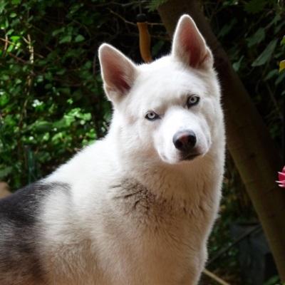 哈士奇头像活泼调皮的哈士奇图片