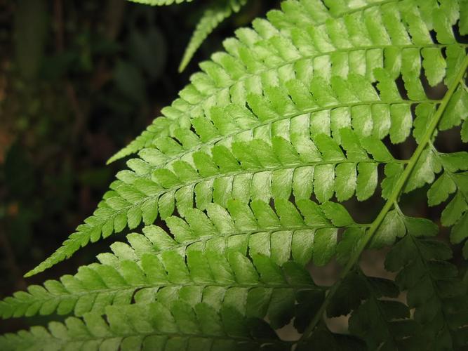  p>粗壮徐氏蕨是一种徐氏蕨属植物. /p>