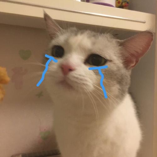 猫表情包哭哭流眼泪鱼丸