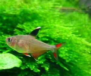 扯旗红大勾鱼水族红尾大勾玫瑰天使热带鱼小型鱼