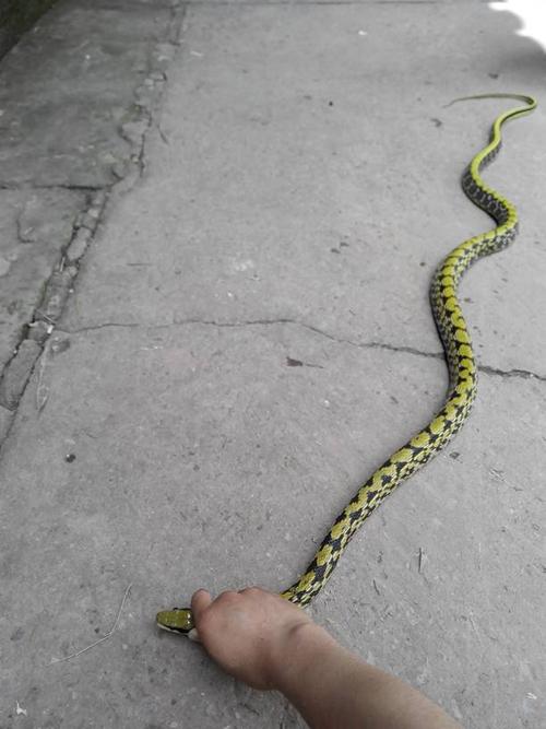 菜花蛇没有毒,被它咬了就绝对安全吗?看图