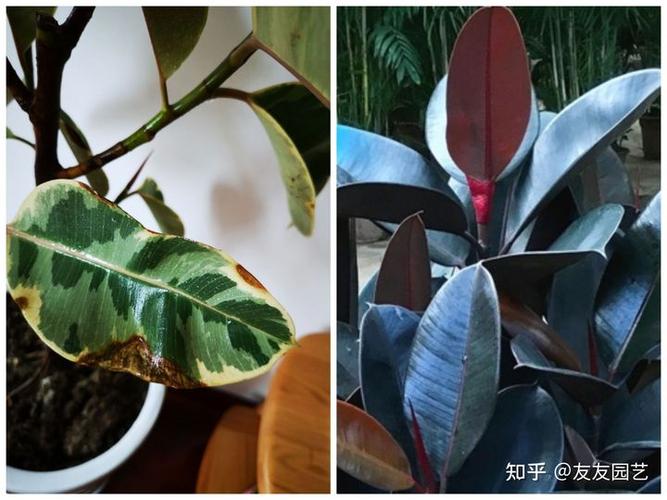 求助:花叶橡皮树叶子有黑斑(如图),并经常扩大,是什么