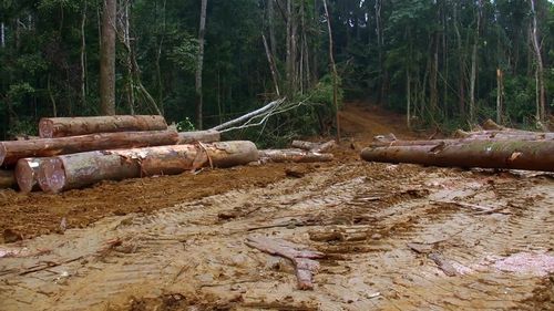 林场伐木深林伐木工人