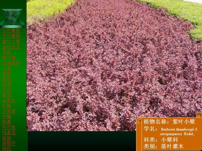 北方常见园林树木灌木类小乔木类标本ppt