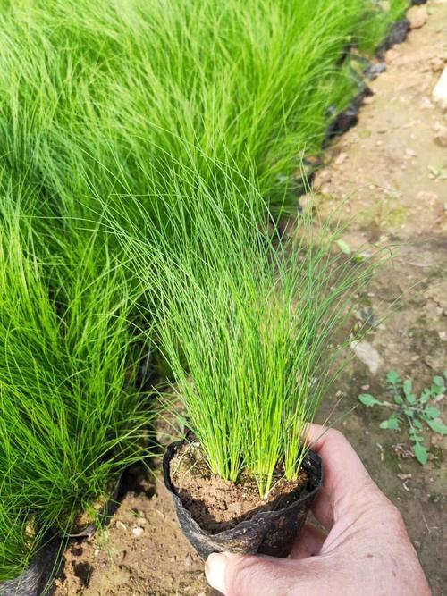 草花 细茎针茅,细叶针芒,墨西哥羽毛草,杯苗大量供应