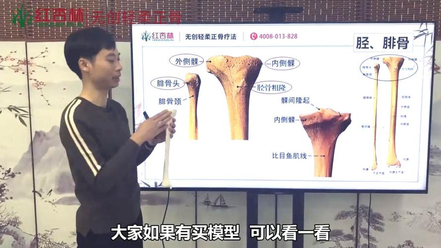小腿胫,腓骨的解剖结构及重要骨性标志