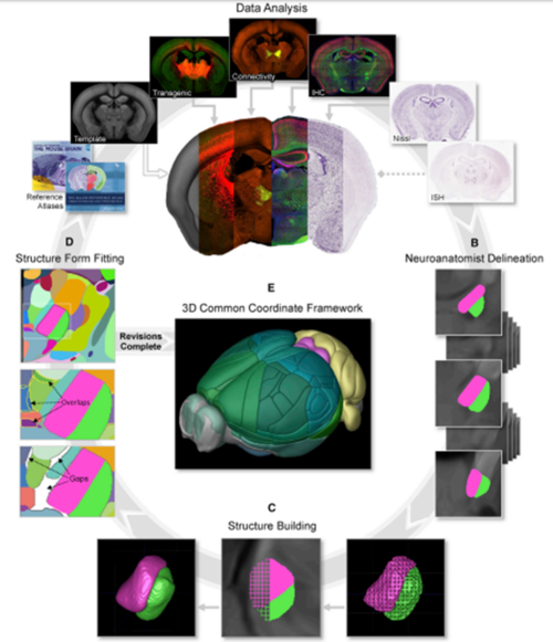 cell | 鸿篇巨制,全球首次系统绘制小鼠脑 3d 图谱(值得收藏)