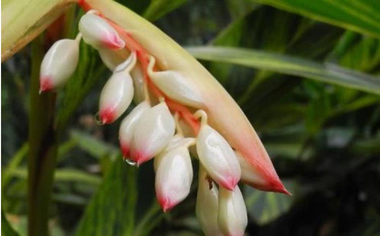 古人为何用豆蔻形容少女看到实物后,终于明白了