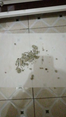 我家的猫咪生病了吗?