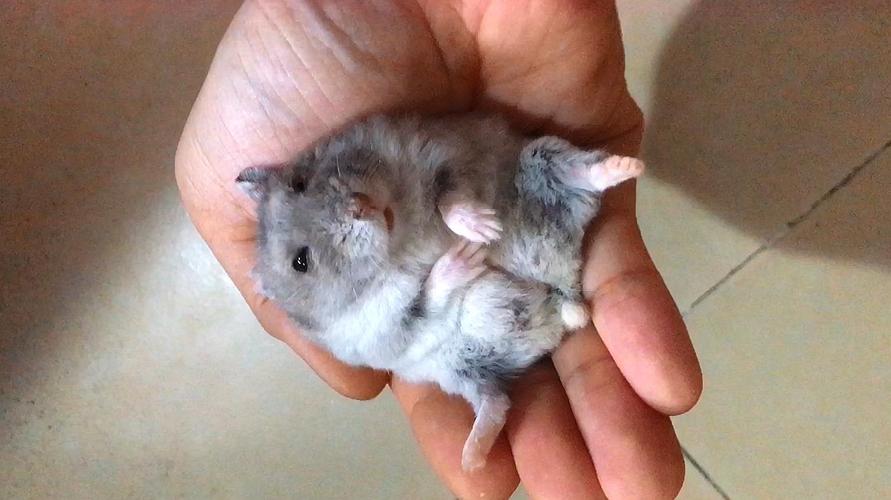 小仓鼠呆萌视频精彩合辑