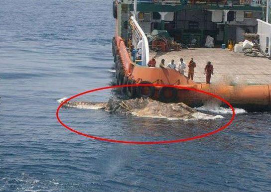 蛇颈龙复活了,还是说它一直活在地球上?