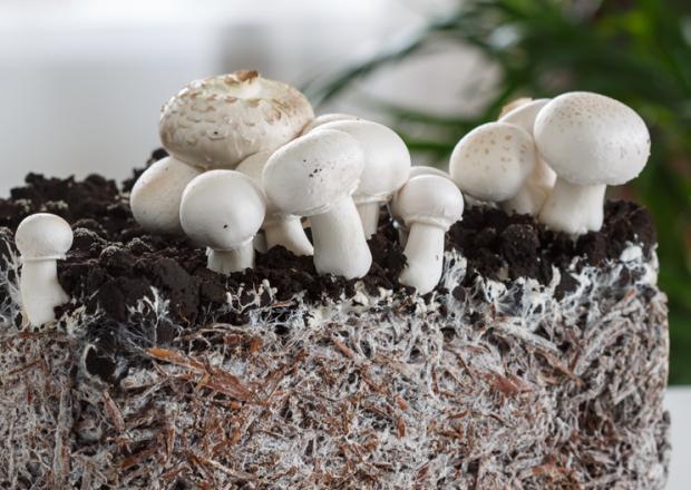 【加工】食用部位为双孢蘑菇的幼嫩子实体.