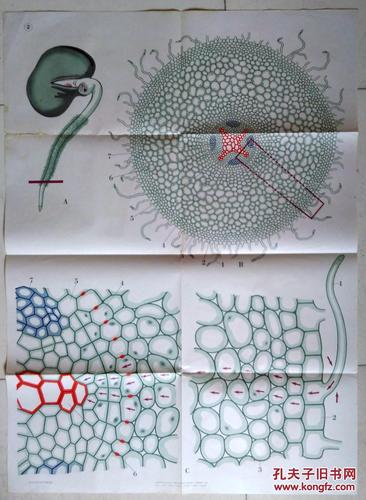 教学挂图 蚕豆幼根根毛区的横切面