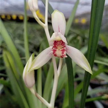 建兰 日月潭之恋2苗