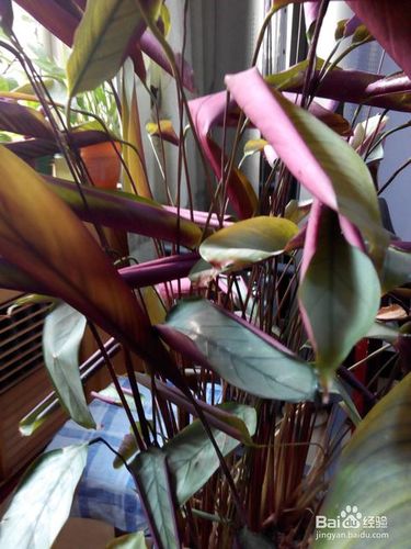 紫背竹芋北方养护