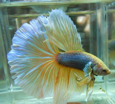 河里捞的尾巴红色有点像孔雀鱼