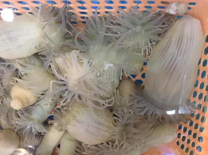 欢乐度国庆"渔之洲小海鲜滨江店特别推出99元抢购价值1000元"雪花纯生