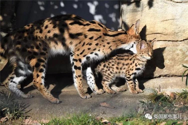 一对双胞胎非洲薮猫宝宝和美少女非洲薮猫妈妈,这是什么天使画风!