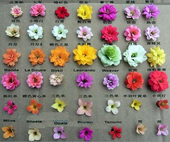 这是长寿花中的哪个品种.