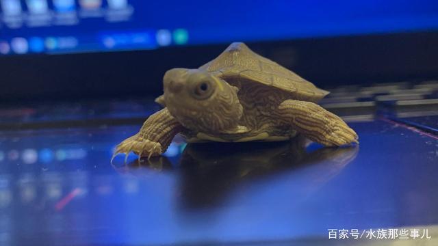乌龟吃什么会引起不适?"富贵儿"的逝去带给我的反思