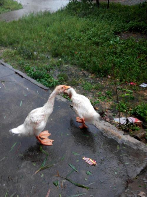 鹅的叫声 和 的特点