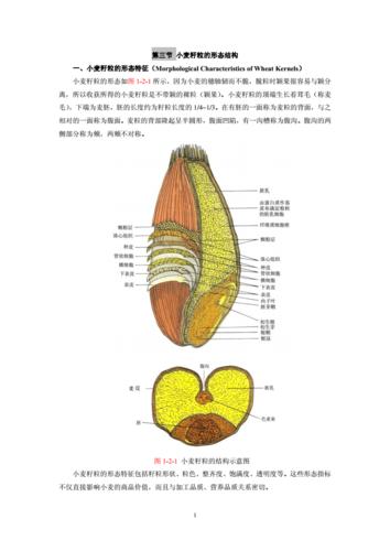第二章-第三节-小麦籽粒的形态结构.pdf 5页