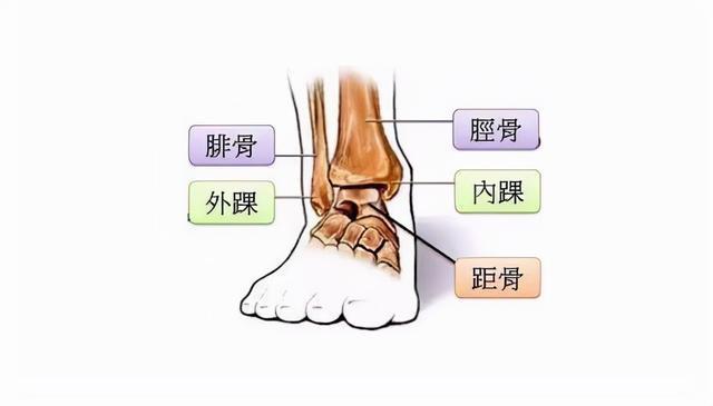 髁怎么读髁的读音和意思