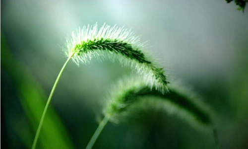 狗尾巴草