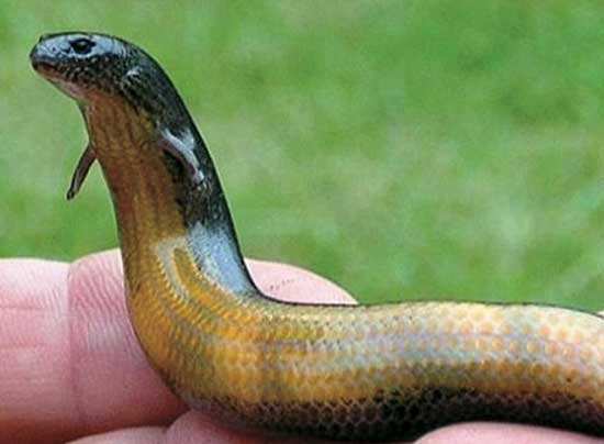  p>中国火龙即 a href="#" data-lemmaid="247754">蝾螈 /a>,又称火