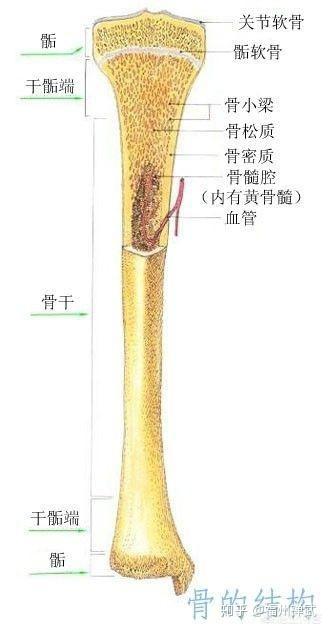 骺软骨
