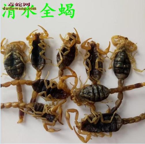 【全蝎】中药全蝎的特征,功效与作用