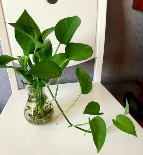 家里有不用的瓶子,拿来水培3种绿植,简单好养清新漂亮