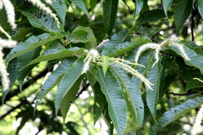 壳斗科,锥属 a href="#" data-lemmaid="33239">乔木 /a>,高可达20米