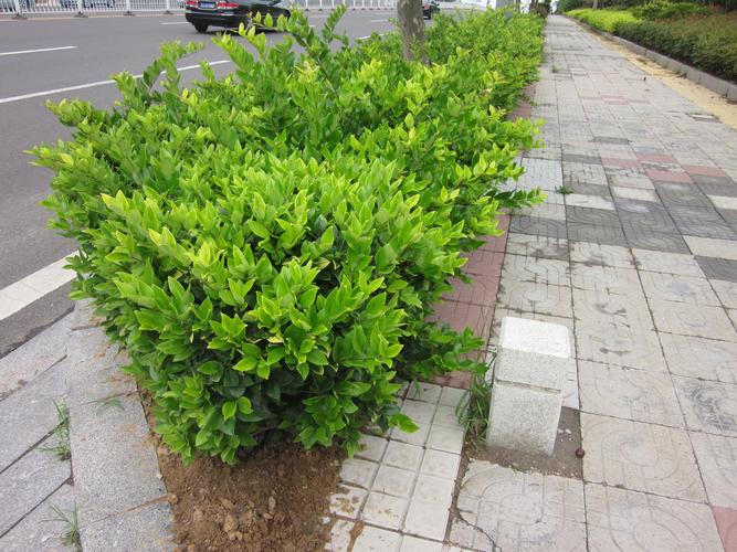 这是什么种类的灌木?