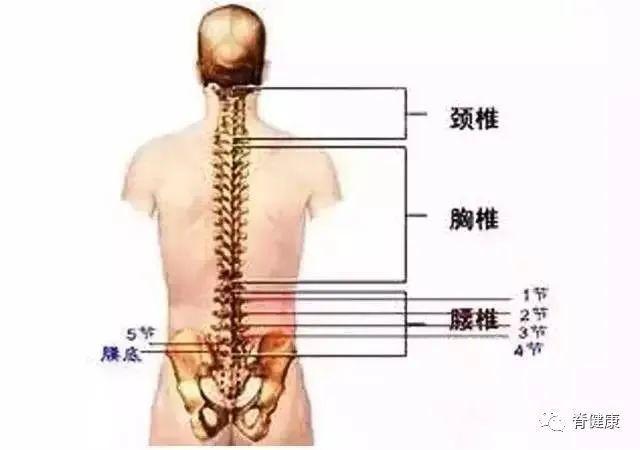腰椎使用说明书,护腰注意六要六不要|腰椎间盘|关节