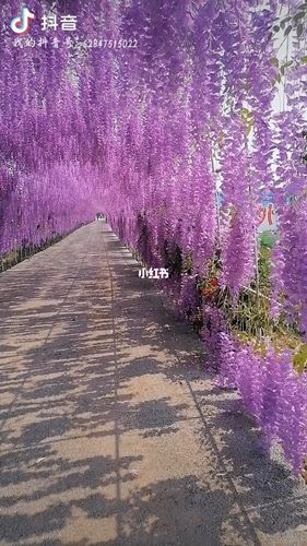 以后 我也想拥有一片紫藤花海_花海_周末去哪儿_出行