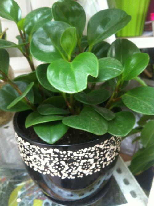 吸收辐射的电脑宝贝