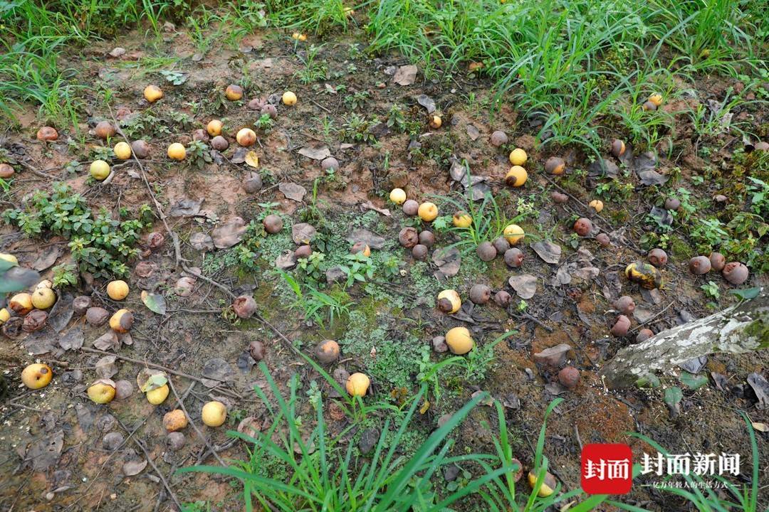 掉落地上的梨子很快烂了