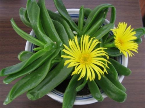 佛手掌 舌叶花 佛手托金 多肉植物 双色花 包成活 满包邮