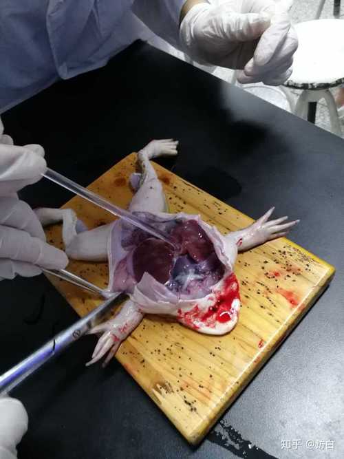 没有 基本每次实验课剩下的小鼠,大鼠,兔子 都是由我创处死.