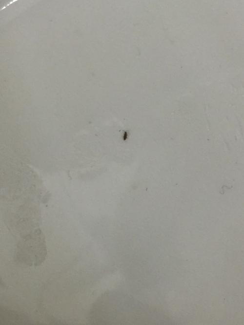 经常在洗手盆附近出现几只,会跳不会飞,体积很小比蚂蚁还小一点.