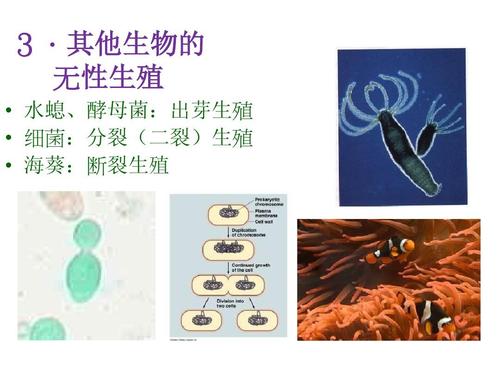 高中生物竞赛辅导课件__植物解剖和生理-第五节 生殖