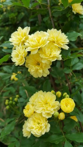 盛开的黄木香花