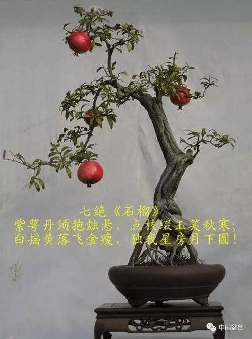 石榴盆景 花果同树 四时皆景