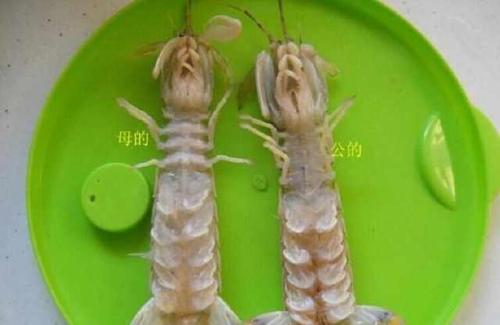 皮皮虾不分公母算白吃,渔民告诉你这么吃才不浪费,营养价值更高