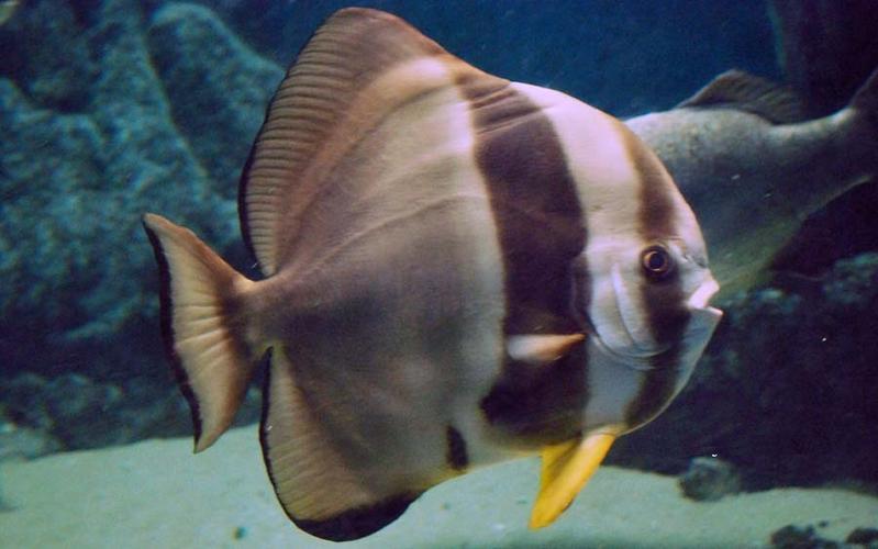 可能是 白鲳科      ephippidae         燕鱼属        platax