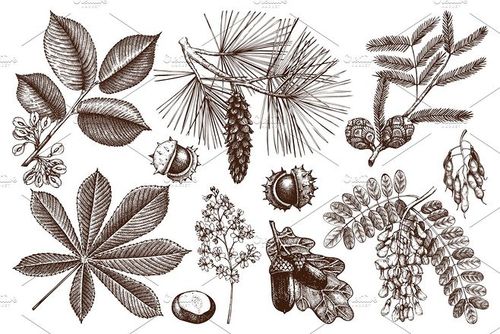 10款公园&花园矢量植物图案 10 park & garden vector