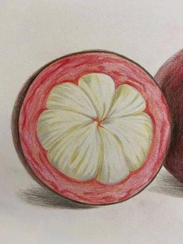 彩铅水果画教程 | 适合新手临摹的山竹彩铅画,彩铅水果画教程图解