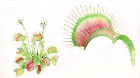 然而隐藏在这靓丽外表下的,是捕蝇草冷酷无情但又引人入胜的一面